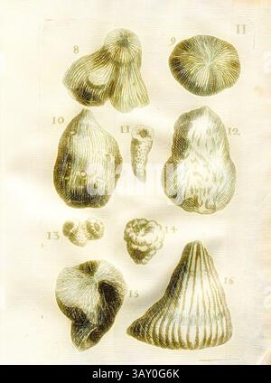 Un'illustrazione con varie conchiglie marine, mostrate in ordine numerato. Le conchiglie presentano texture e forme uniche, mostrando una gamma di motivi e forme naturali. Vari funghi, Madrepore, Cariohilloidi, Alcyon, Lycoperdites, Classe i, PL. II, fig. 8: Tronc de la grande Madrepore rameuse, fig. 9: Champignon convesso deffus & deffous, & à profondes raies, fig. 10: Cariofilo, fig. 11: Champignon, o Alcyon oblong à petits trous, fig., 12: Alcyon, con Lycoperdites, fig. 13: Petits champignons, en forme de figures ouvertes, Fig. 14: Alcyon tubereux, fig. 15: Alcyon à raies concen Foto Stock