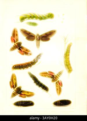 Una raccolta di illustrazioni dettagliate che illustrano le varie fasi del ciclo di vita della falena e del bruco, evidenziandone i colori e le caratteristiche uniche. Farfalle, caterpillari e pupe in Europa centrale 7, Spinx Ligustri, Sfinge Pinastri, Deilephila Euphorbiae, Deilephila Galii, Deilephila Livornica, piastra XIV, dopo P. 52, Deuchert, Heinrich (del. ad. nat.); Slocombe, A. (del. Ad nat.), 1893, Max Korb; Heinrich Deuchert; A. Slocombe: Die Schmetterlinge Mittel-Europas: Darstellung und Beschreibung der hauptsächlichen mitteleuropäischen Schmetterlinge nebst Anleitung, dieselben zu Foto Stock