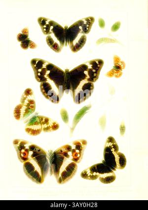 Una collezione di varie specie di farfalle, che mostrano motivi intricati e colori vivaci. Le farfalle sono disposte con cura, evidenziando il loro design unico e le loro caratteristiche delicate, circondate da sottili elementi botanici: Farfalle, caterpillari e pupe in Europa centrale 3, Nemeobius Lucina, Apatura Iris, Limenitis Sibylla, Plate vi, dopo P. 20, Deuchert, Heinrich (del. ad. nat.); Slocombe, A. (del. Ad nat.), 1893, Max Korb; Heinrich Deuchert; A. Slocombe: Die Schmetterlinge Mittel-Europas: Darstellung und Beschreibung der hauptsächlichen mitteleuropäischen Schmetterling Foto Stock