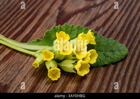 Fiori di Primrose Cowslip su sfondo in legno Foto Stock