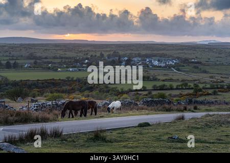 Cavalli al tramonto su bodmin Moor More Foto Stock