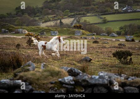 Cavalli al tramonto su bodmin Moor More Foto Stock
