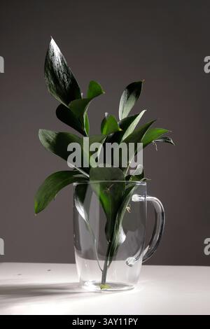 foglie verdi decorative in vaso di vetro Foto Stock