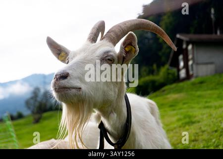 Ritratto di una capra saanen con lunghe corna e barba in posa in un prato verde con montagne e un tipico chalet svizzero sullo sfondo Foto Stock