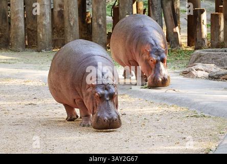 Oltre 40 anni di età, la madre Ippopotamo e la figlia di 8 anni si rilassano nel recinto Foto Stock