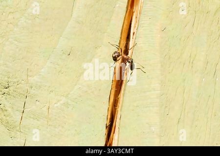 ANT su un pezzo di materiale fibroso marrone chiaro su uno sfondo testurizzato verde chiaro Foto Stock