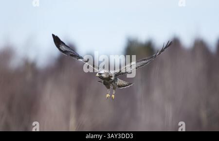 Ronzio a gambe ruvide (Buteo lagopus) che vola nel cielo in primavera. Foto Stock
