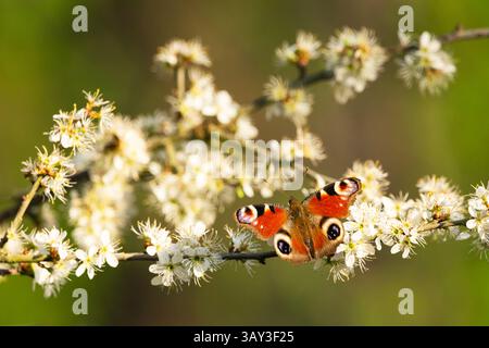 Una farfalla pavone si trova su un ramo di un albero da frutto con fiori bianchi, giorno di primavera, Polonia orientale Foto Stock