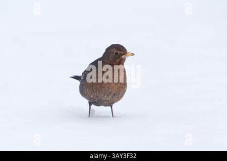 Merlo comune o balenottero eurasiatico (Turdus merula) femmina in piedi nella neve all'inizio della primavera. Foto Stock