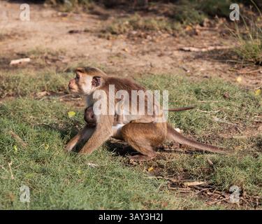 Toque macaque scimmia che allatta un bambino Foto Stock