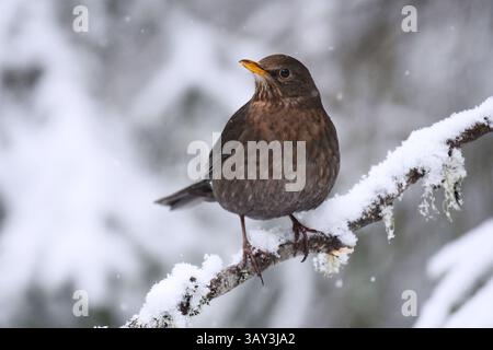 Blackbird eurasiatico o blackbird comune (Turdus merula) femmina in nevicata seduta su un ramo all'inizio della primavera. Foto Stock