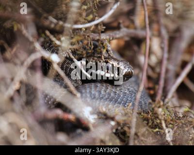 Comune adder europeo o comune vipera europea (Vipera berus) nascosta in un cespuglio in primavera. Foto Stock