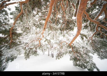 Pini innevati di Aleppo, Pinus halepensis, creano un paradiso invernale nel Parco Nazionale di Guadarrama, in Spagna. Rami carichi di neve offrono una serena Foto Stock