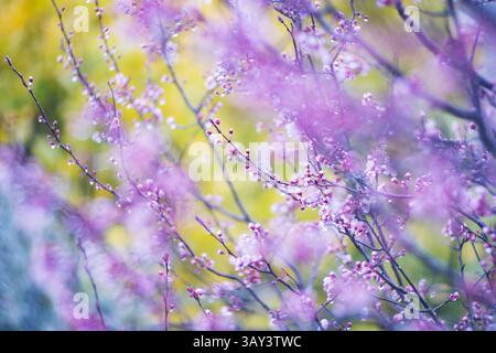 Una foto ravvicinata che mostra la delicata bellezza dei fiori di ciliegio rosa gemme congelate su uno sfondo giallo e verde sfocato, evidenziando il vi Foto Stock