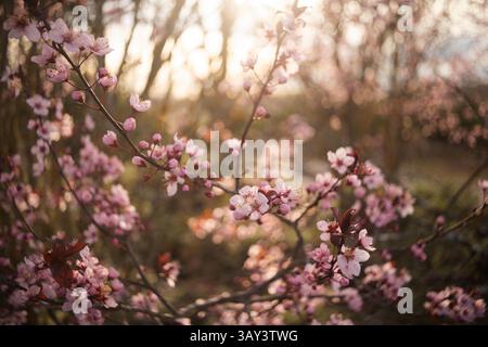 La luce soffusa illumina i delicati petali rosa di ciliegio in fiore su uno sfondo sfocato durante la serena ora d'oro, creando una natura da sogno Foto Stock