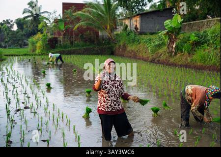 Gli agricoltori trapiantano piantine in una vivace risaia indonesiana. Il tranquillo paesaggio mostra le pratiche agricole tradizionali sotto un blu chiaro Foto Stock