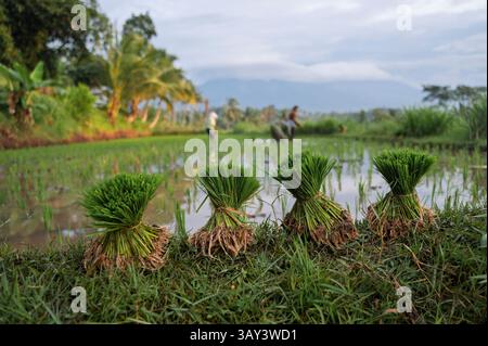 Quattro fasci di giovani piantine di riso sono ordinatamente disposti su un lussureggiante campo verde in Indonesia, con lavoratori offuscati e palme sullo sfondo un Foto Stock