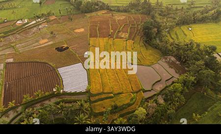 Una vista aerea delle vivaci risaie nell'Indonesia rurale rivela un mosaico di campi verdi, gialli e marroni. Il paesaggio si illumina sotto l'oro Foto Stock
