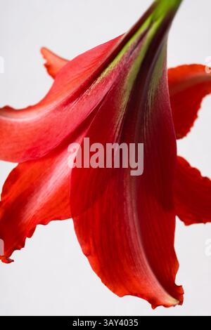 Un dettaglio ravvicinato del lussureggiante e vibrante petalo rosso di un fiore di Amaryllis, evidenziandone la consistenza e il colore. Adatto per AN botanico Foto Stock
