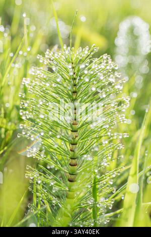 Una vista dettagliata di una pianta verde coperta da scintillanti goccioline di rugiada, illuminata dalla calda luce del sole mattutino. Lo sfondo sfocato crea una serena e. Foto Stock
