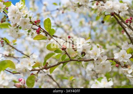 Rami di mele adornati da ammassi di fiori bianchi e foglie verdi emergenti contro un cielo blu morbido. Cattura l'essenza del rene primaverile Foto Stock