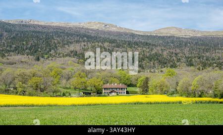 Un pittoresco paesaggio del Giura, in Francia, caratterizzato da vivaci campi gialli in primo piano, una casa tradizionale e montagne lontane. Foto Stock