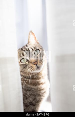Un curioso gatto tabby sbircia attraverso tende bianche, i suoi occhi verdi scintillano in una luce morbida e naturale. L'accogliente ambiente interno cattura il giocoso e l'inq Foto Stock