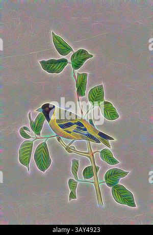 Un uccello giallo vibrante poggia su un ramo frondoso, la sua presenza impreziosita da un profilo morbido e luminoso che ne mette in risalto le delicate caratteristiche e il fogliame circostante., Goldfinch dalla testa nera, Magellane (Carduelis magellanicus), firmato: J.J. Audubon, J.T. Bowen, litografia, PL. 182 (vol. 3), Audubon, John James (disegnato); Bowen, J. T. (lith.), 1856, John James Audubon: The Birds of America: da disegni realizzati negli Stati Uniti e nei loro territori. New York: Audubon, 1856 anni, arte classica con un tocco moderno reinventata da Artotop Foto Stock