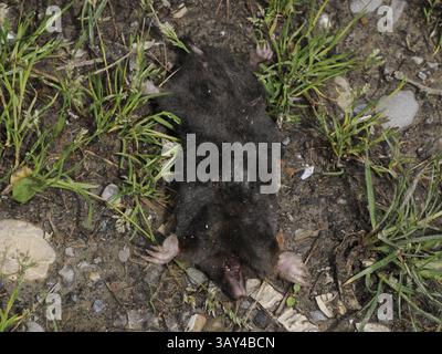 Un dettaglio ravvicinato di una talpa morta Foto Stock
