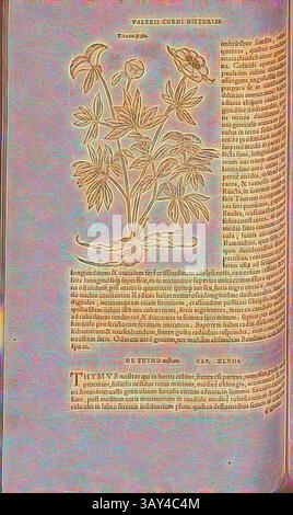Un'illustrazione botanica ornata con una dettagliata raffigurazione di fiori accompagnata da un testo latino stilizzato, possibilmente di un manoscritto antico o storico, che mette in risalto la bellezza della vita vegetale e il suo significato nella scrittura storica., nonostante la donna, illustrazione di una peonia del XVI secolo, Fig. 93, p. 135v, 1561, Valerius Cordus, Konrad Gessner, Benedictus Aretius, Pedanius Dioscorides: in hoc volumine continentur Valerii cordi Simesusii annotationes in Pedacii Dioscoridis Anazarbei de medica materia libros V. [...]. Argentorati: Excudebat Josias Rihelius 1561, arte classica con a Foto Stock
