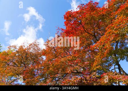 Vivaci alberi di acero rosso contro un cielo blu incontaminato Foto Stock