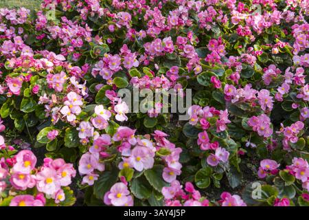 Campo di Begonia rosa Cucullata, comunemente noto come Begonia della cera. Questa pianta è una scelta popolare per i giardini e appartiene alla sezione Begonia. Foto Stock