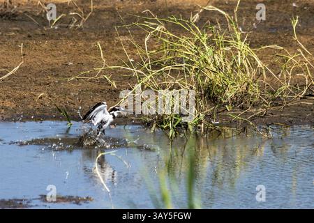 Un kingfisher pied che esce dall'acqua dopo un fallito tentativo di pesca in un ruscello nel Parco Nazionale Kruger in Sud Africa. Foto Stock