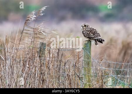 Gufo dalle orecchie corte arroccato su una recinzione in un campo di erba lunga - Cambridgeshire Fens Foto Stock