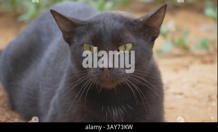 Un gatto nero riposa a Nissaki, Corfù Foto Stock