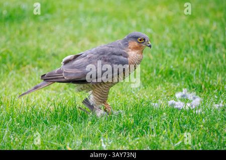 Maschio Sparrow Hawk Sparrowhawk [ Accipiter nisus ] Foto Stock