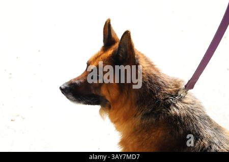 Cane pastore tedesco al guinzaglio su sfondo bianco Foto Stock