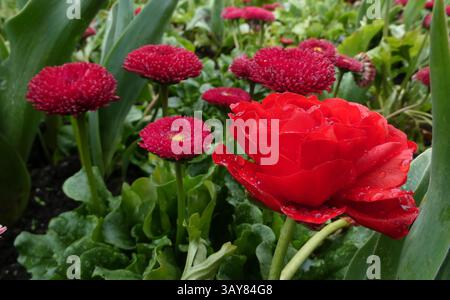 Rosa rossa bagnata come una tazza di burro persiano con margherite rosse scure sullo sfondo Foto Stock