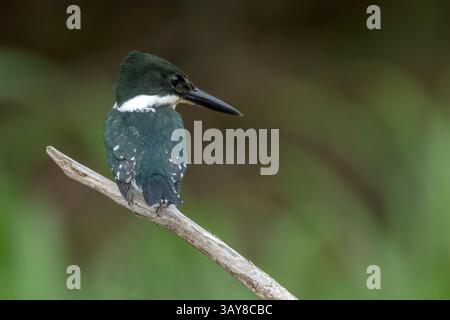 Amazon Kingfisher, Chloroceryle amazona, adulto singolo arroccato sulla diramazione sull'acqua, Laguna de Lagarto, Costa Rica, 2 aprile 2025 Foto Stock