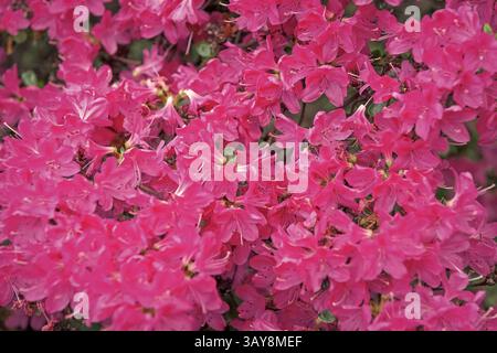 Sfondo rododendro ottuso fiore rosa. Sfondo floreale naturale di colore rosa. Fiore fiorito di rododendro. Rhododendron in natura. Floreale Foto Stock