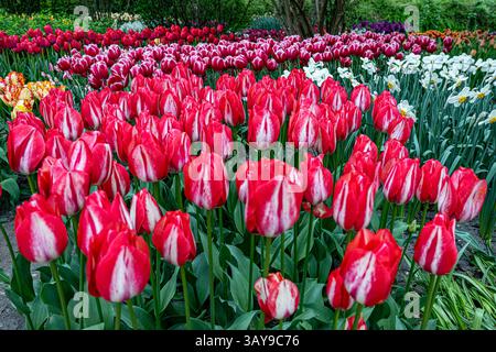 Un campo di tulipani rossi e bianchi con qualche fiore giallo sullo sfondo Foto Stock