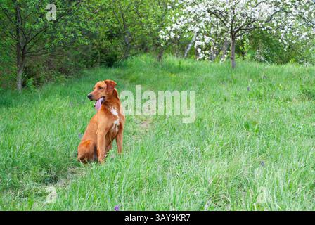 Allegro labrador rosso in piedi con orgoglio in un lussureggiante campo verde. Foto Stock
