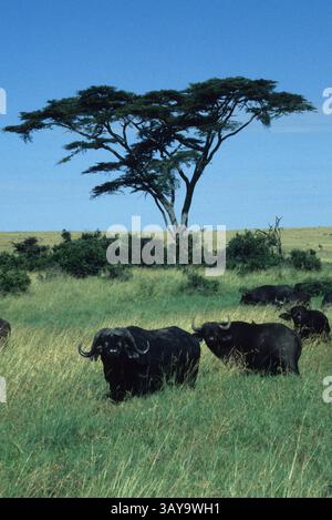 15 giu 1997 - Masai Mara, Kenya - Masai Mara Cape Buffalo sotto un albero di acacia - maschio e femmina Cape Buffalo guardano sotto un albero di acacia contro il cristallino cielo africano. (Immagine di credito: © Daniel Dietrich/Serac Adventure Films/ZUMA Press) Foto Stock