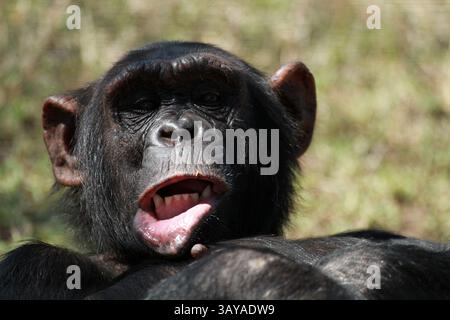 Scimpanzé comune, Ol Pejeta Conservancy, Kenya Foto Stock
