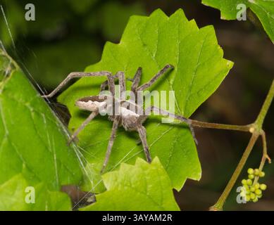 Donna ragno americano vivaio web Pisaurina mira che protegge spiderling incubatrici natura. Foto Stock