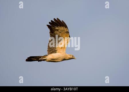 Caracara dalla testa gialla in volo in Costa Rica Foto Stock