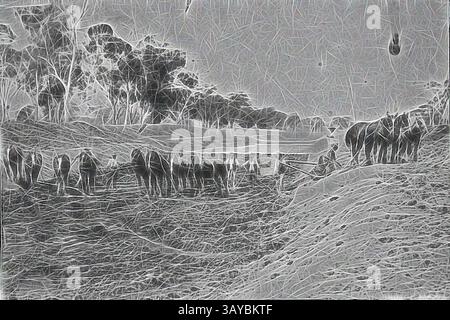 Un tranquillo paesaggio caratterizzato da una mandria di cavalli che pascolano vicino a una sorgente d'acqua, circondato da dolci colline e alberi sullo sfondo. La scena trasuda tranquillità, catturando l'essenza della vita rurale. Negativo - Shepparton District, Victoria, circa 1900, utilizzando pale trainate da cavalli per scavare un canale di irrigazione. Il canale sembra essere arginato dietro le opere d'irrigazione, arte classica con un tocco moderno reinventata da Artotop Foto Stock