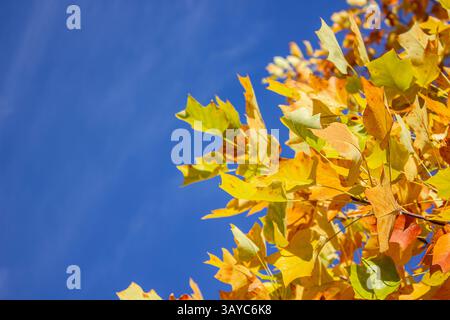 Foglie dorate gialle di un Tulipano Liriodendron tulipifera contro il cielo blu alla luce del sole con spazio copia. Sfondo naturale con posizione per il testo Foto Stock