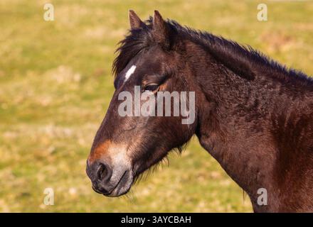 Cavallo sulla Bodmin Moor Foto Stock
