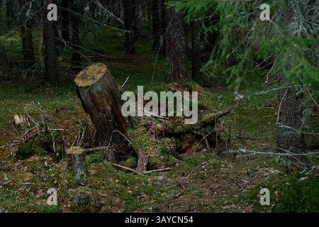 Un tronco di albero ricoperto somiglia a una tartaruga gigante in un'antica foresta mistica nordica. Foto Stock